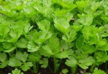 If You Eat Celery Every Day, This Can Happen to Your Body